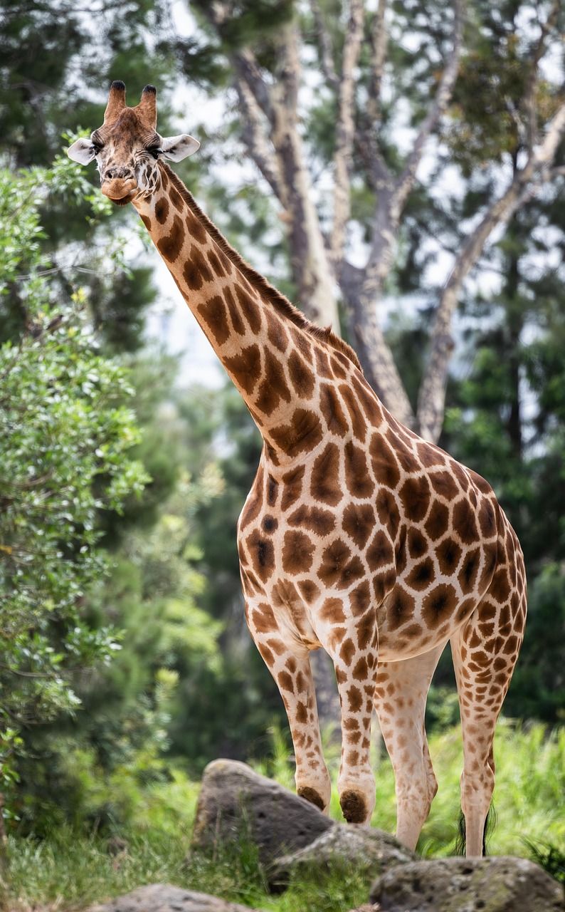 découvrez le coût d'un safari en afrique en 2025 et préparez votre aventure avec notre guide détaillé des prix, conseils et meilleures offres.