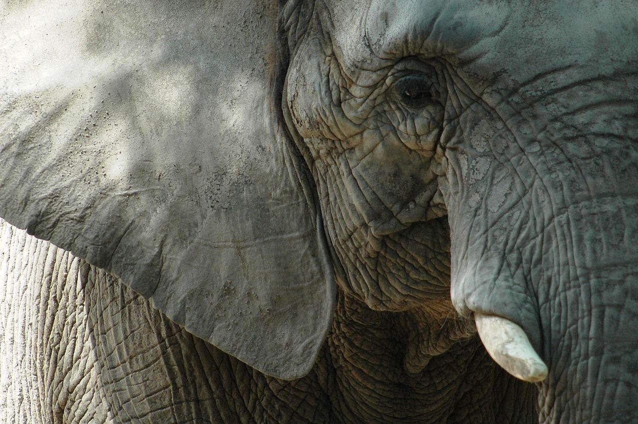 découvrez le coût d'un safari en afrique en 2025 et planifiez votre aventure unique avec notre guide complet des prix et conseils.