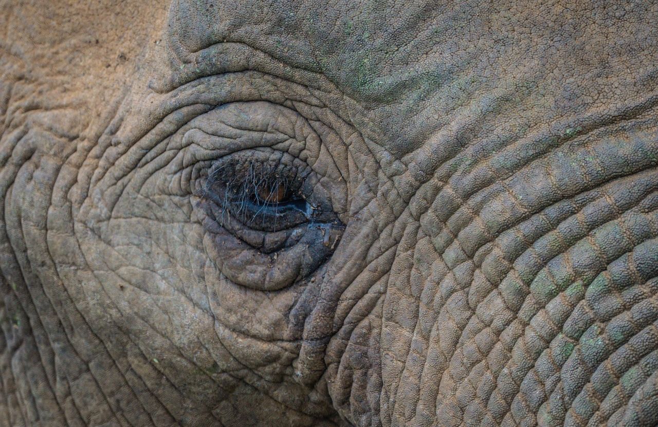 découvrez les coûts d'un safari en afrique en 2025 et planifiez votre aventure exceptionnelle en pleine nature avec nos conseils et estimations détaillées.