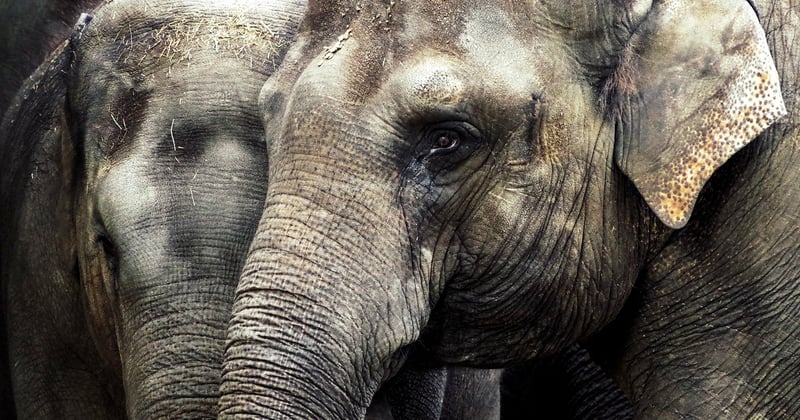 Comment obtenir un tarif reduit pour le zoo de la Palmyre