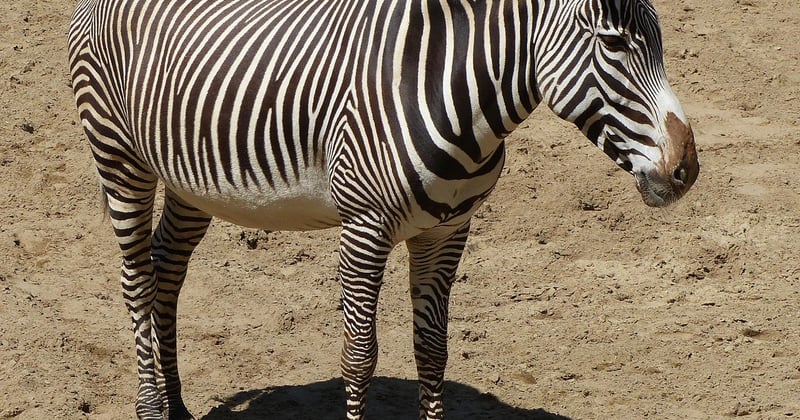 Tarif du zoo de la Palmyre : le vrai prix d'une journée inoubliable