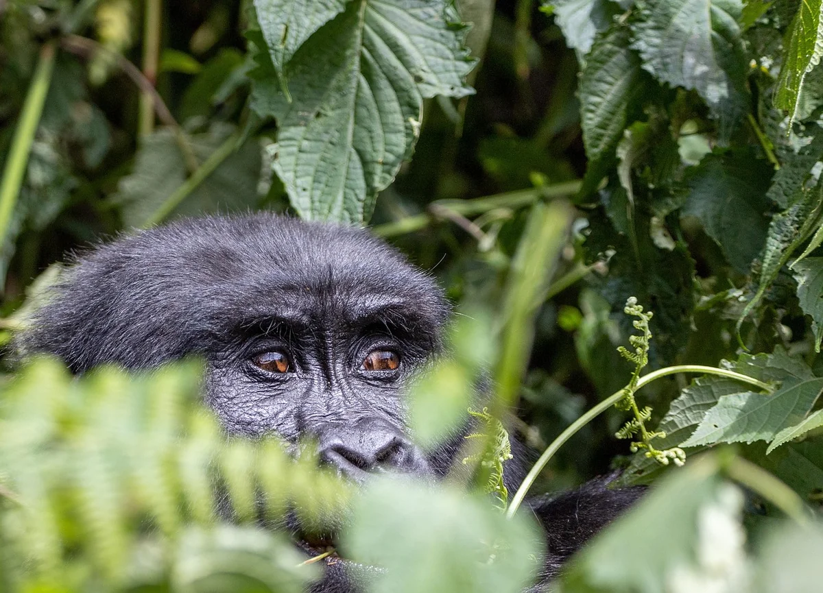 Découvrez la croisière en Ouganda : une aventure inoubliable en 2026