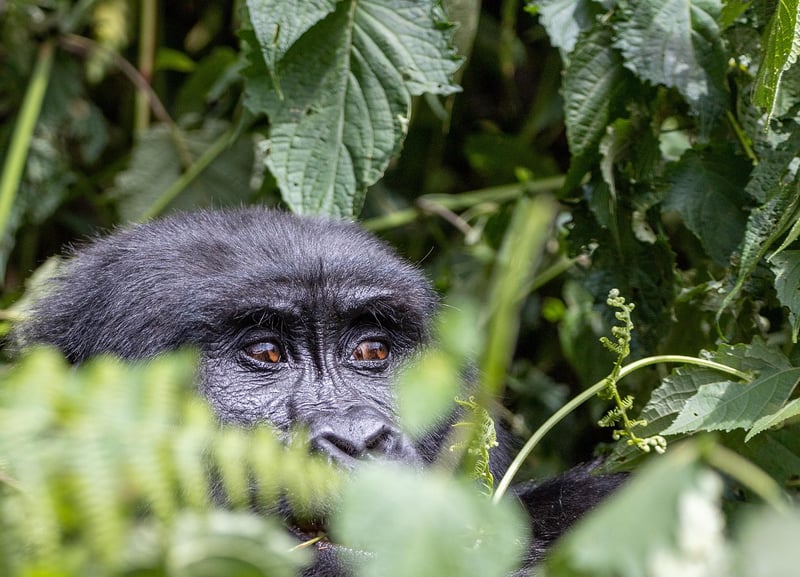 Découvrez la croisière en Ouganda : une aventure inoubliable en 2026