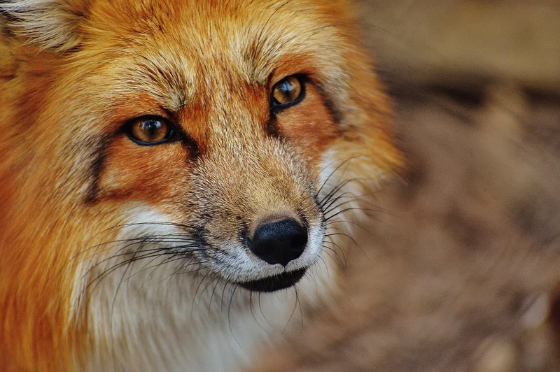 Les meilleurs parcs animaliers testés et approuvés