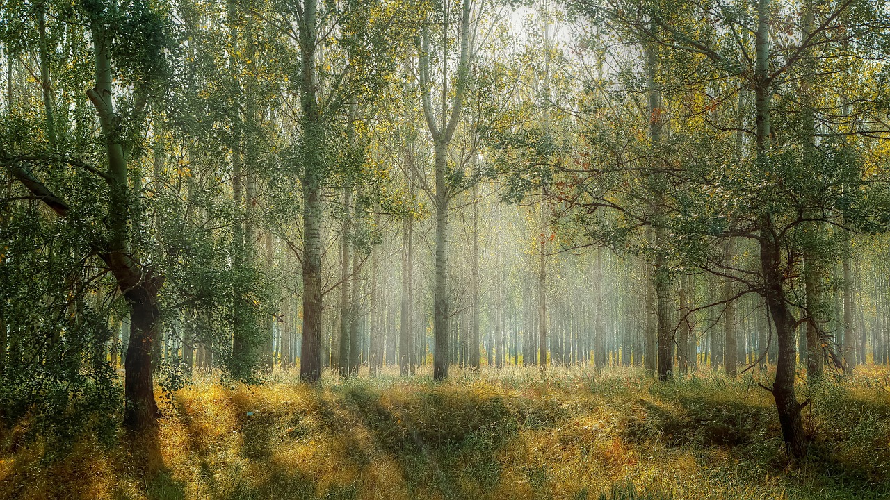 découvrez les plus beaux paysages naturels à travers le monde : forêts, montagnes, plages et panoramas sauvages pour une évasion garantie et un émerveillement sans limite.