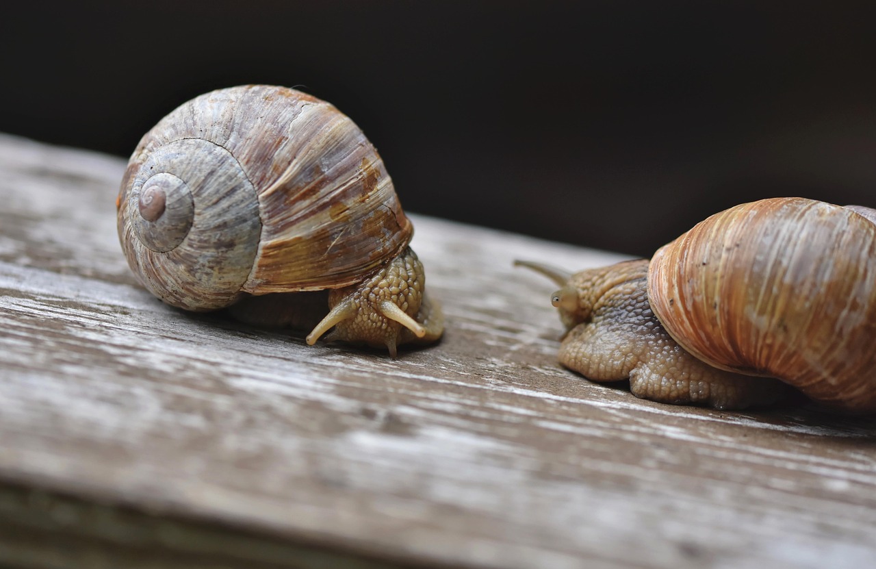 découvrez les bienfaits du slow travel : une façon de voyager plus lentement pour profiter pleinement de chaque destination, réduire le stress et vivre des expériences authentiques tout en respectant l'environnement.