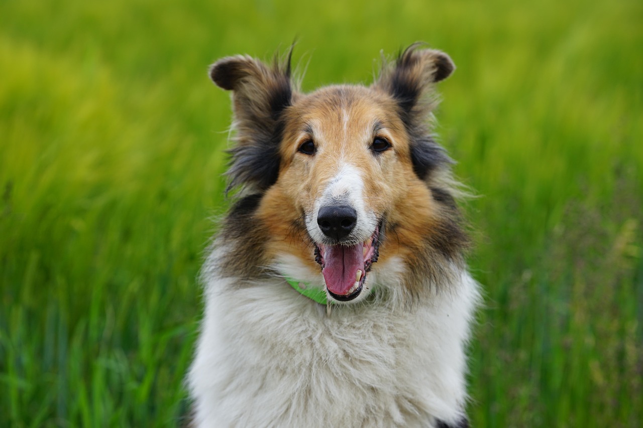 découvrez notre hostel accueillant, idéal pour les voyageurs à la recherche d'un hébergement convivial, économique et bien situé.